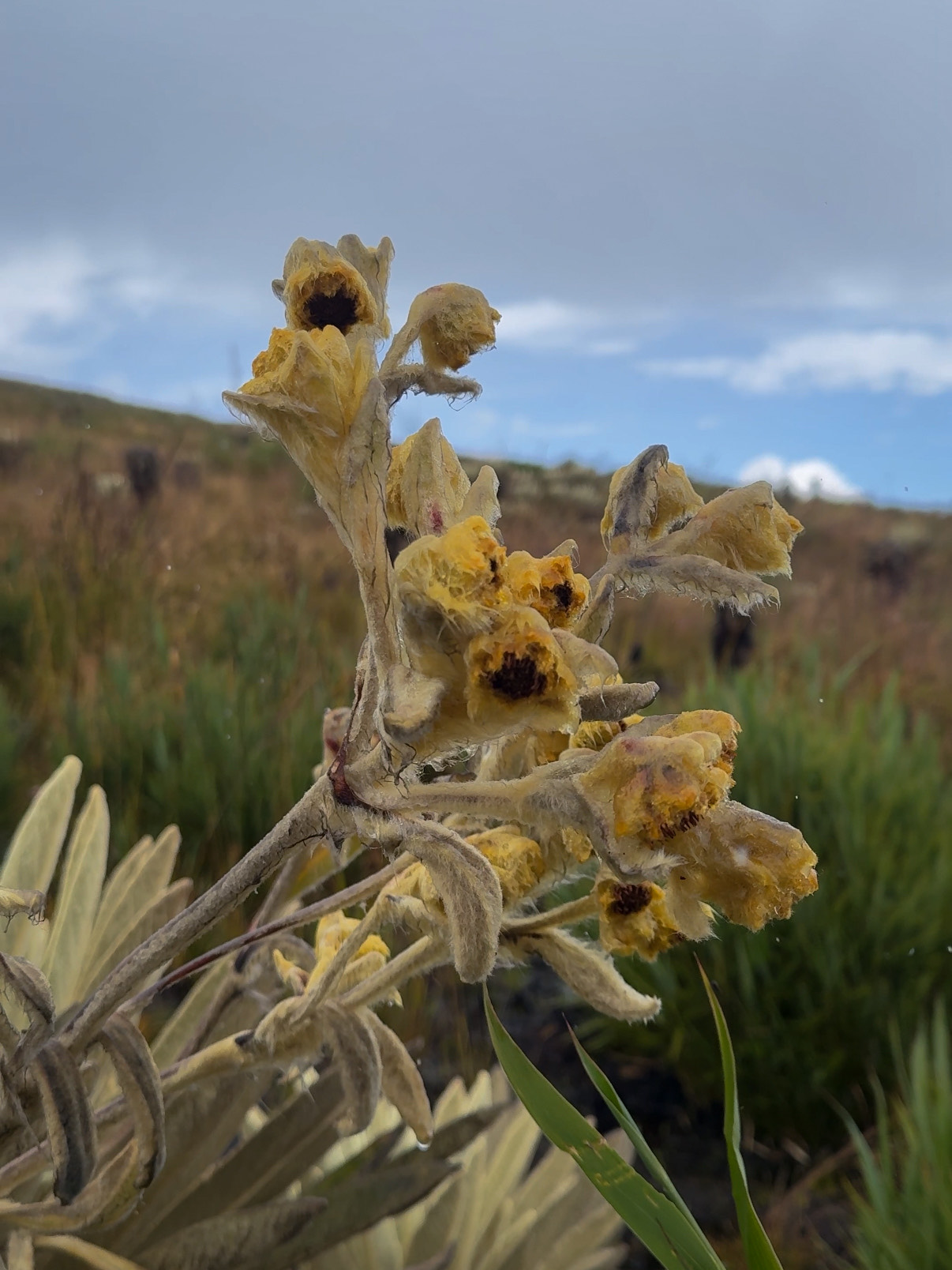 Miniatura Proyecto 9